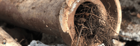 Roots growing in the pipes
