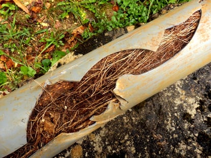 Why Are There Roots in My Sewer Pipes? (With Solutions)