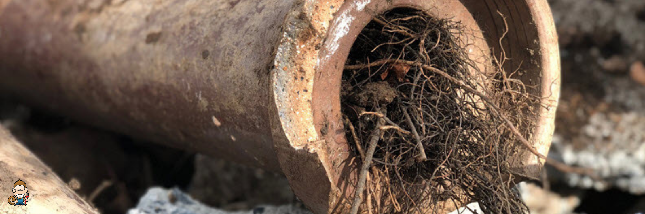 Why Are There Roots in My Sewer Pipes?
