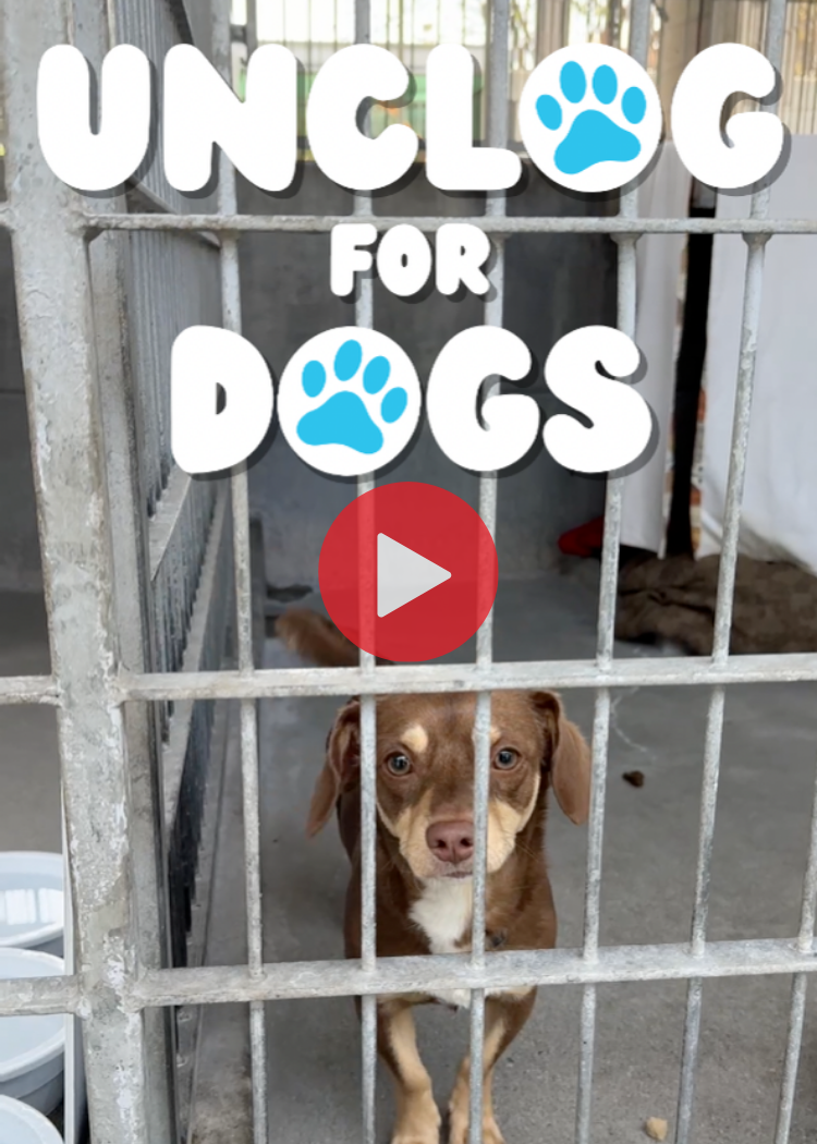 Unclog for Dogs Video